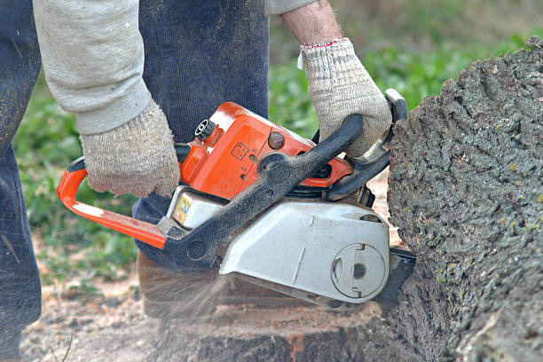 Trusted Willow Grove, TX Tree Removal Services Experts