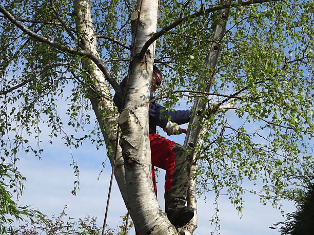 Mulching Services in Willow Grove, TX